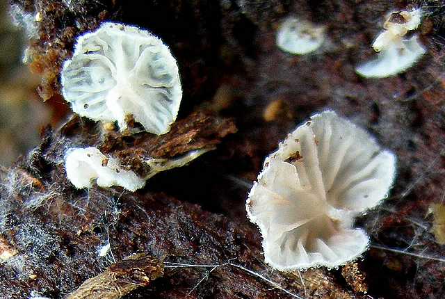 2005 :  Un anno di funghi